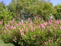 spiraea salicifolia.jpg